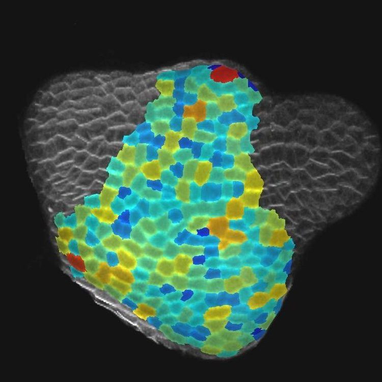 Meristem