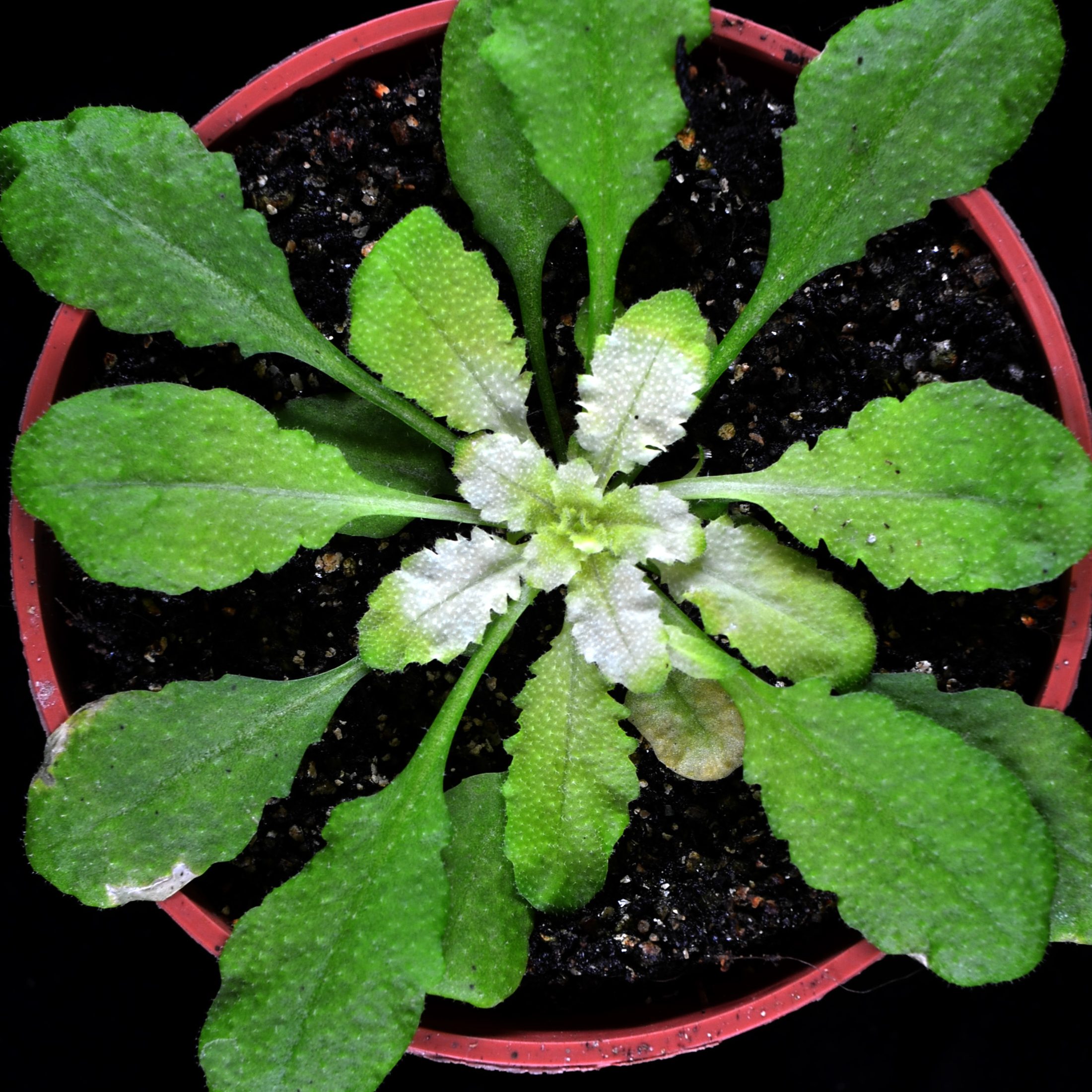 arabidopsis-antiDXS_MRC