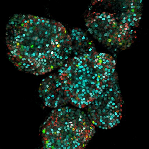 Shoot apex_cell cycle